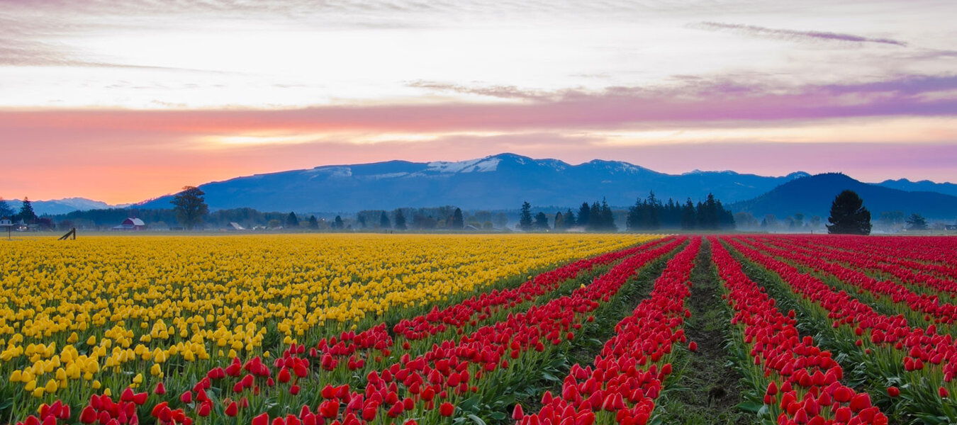 Kashmir Tulip Tour